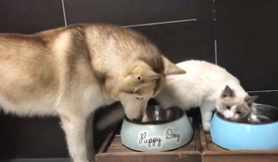 狗添水在线视频偷拍,狗狗添水在线视频引发网友热议