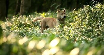 产国在线视频狗,文化交融与市场趋势解析