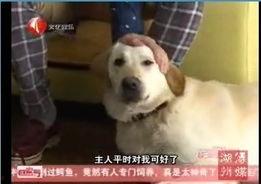 真实的人狗在线视频观看,在线视频见证真挚情感